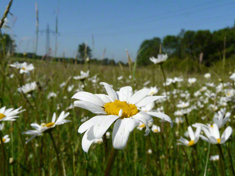Wiesenmargeriten