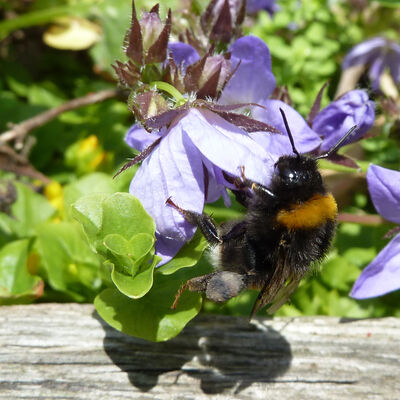 Bild vergrößern: Eine Hummel sitzt auf einer blauen Blüte.