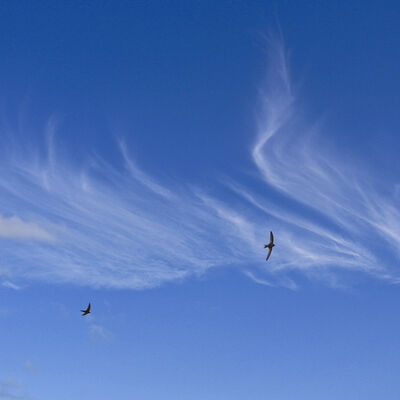 Bild vergrößern: Zwei Mauersegler fliegen am blauen leicht bewölkten Himmel.
