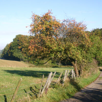 Bild vergrößern: Feldweg umrandet von Wiesen.