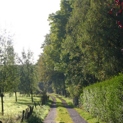 Bild vergrößern: Feldweg umrandet von Wiesen und Bäumen.