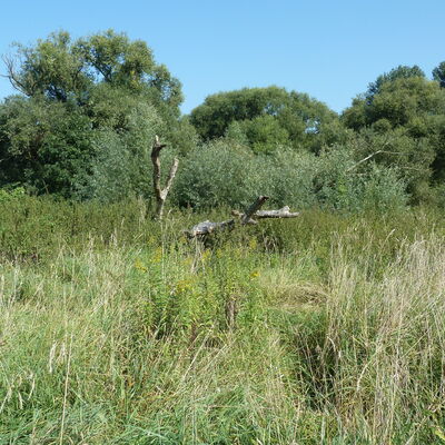 Bild vergrößern: Naturbelassene Wiese, im Hintergrund Bäume.