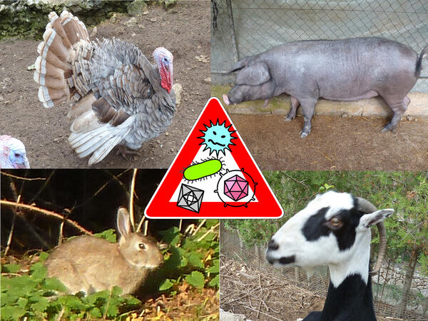 Bild vergrößern: Achtung-Schild mit Symbolen der Tierseuchenbekmpfung auf Fotos eines Truthahnes, eines Schweins, eines Kaninchens und eines Schafes.