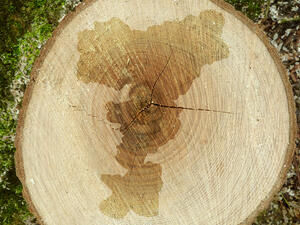 Bild vergrößern: Auf einer Baumscheibe befindet sich schemenhaft der Umriss des Kreises Mettmann.