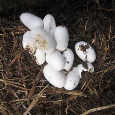 Bild vergrößern: In einem Nest liegen mehrere weiße Eier.