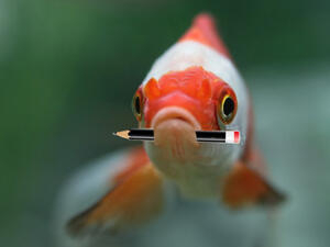 Bild vergrößern: Ein Fisch hat in seinem Maul einen Bleistift.