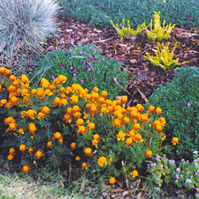 Bild vergrößern: Blumenbeet mit Sträuchern, kleinen Büschen und gelben Blumen bedeckt mit Mulch.