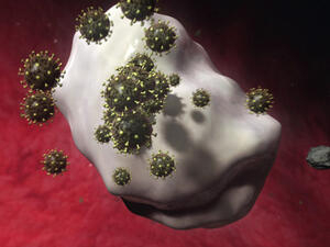 Bild vergrößern: Mehrere Virenmoleküle sind an einer Zelle angedockt.