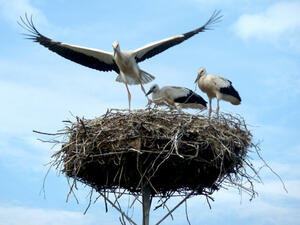 Bild vergrößern: Ein Storchennest mit einem Storch und seinen zwei Jungvögeln.