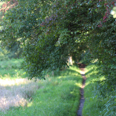 Bild vergrößern: Ein Feldweg führt zwischen Wiesen und Bäumen hindurch.