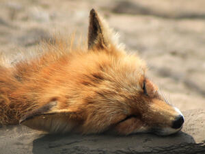 Bild vergrößern: Ein roter Fuchs reibt sich mit seinem Kopf an einer Baumrinde.