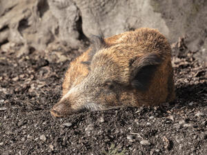 Bild vergrößern: Ein Wildschwein suhlt sich in Erde.