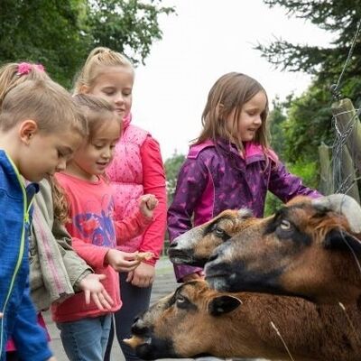 Bild vergrößern: 1Ferienerlebnis auf Gut Halfershof_c_Kreis Mettmann Chardin - Kopie