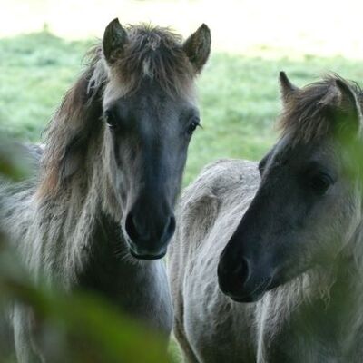 Bild vergrößern: Tarpane im Wildgehege