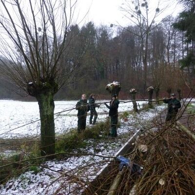 Bild vergrößern: neu180201_FJ 2018 Kopfweidenschnitt_UNB