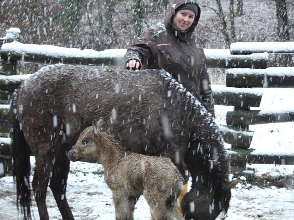 Bild vergrößern: Stute Merle mit Fohlen Merida und Tierpflegerin Lotte Becker