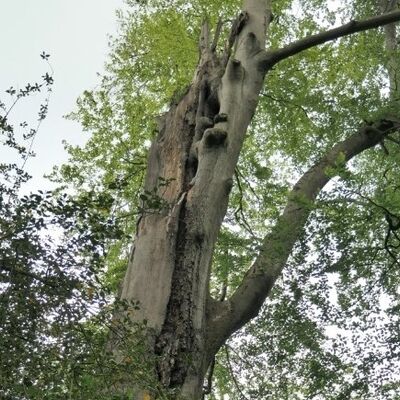 Bild vergrößern: Holzer Bachtal
