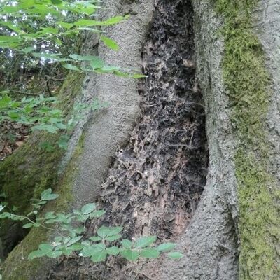 Bild vergrößern: Holzer Bachtal