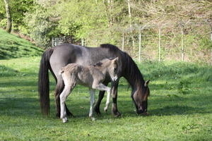 Bild vergrößern: Ein Tarpan grast mit seinem Fohlen auf der Wiese.