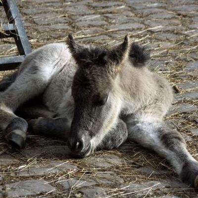 Bild vergrößern: 2021-02-26 Fohlen1