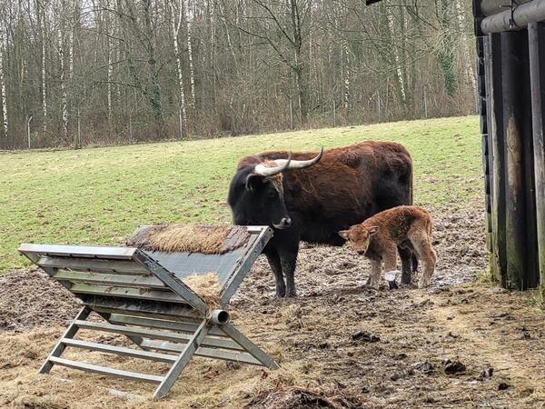 Bild vergrößern: Mutterkuh Narema mit ihrem Klbchen