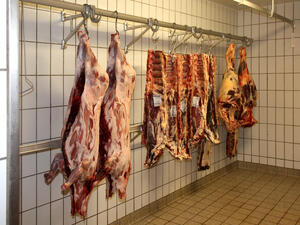 Bild vergrößern: Geschlachtete Schweine hängen an Fleischerhaken in einem Schlachtraum.
